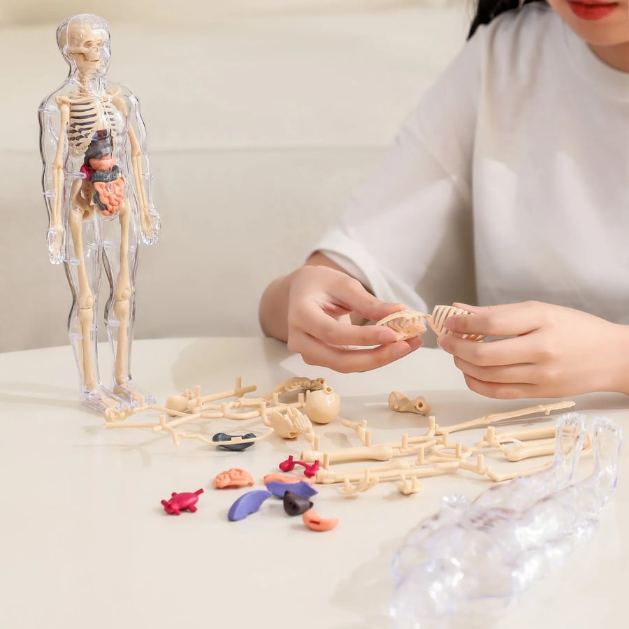 FlexiAnatomy — Entdecke den Körper in 3D und lerne so, dass du es nie wieder vergisst!