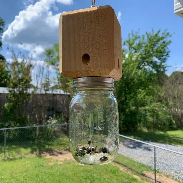 BeeGone - Zimmermannsbiene Falle