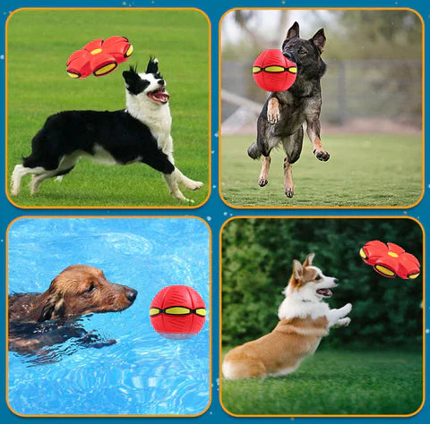 Hundefrisbee-Ball | 1 + 1 Gratis!