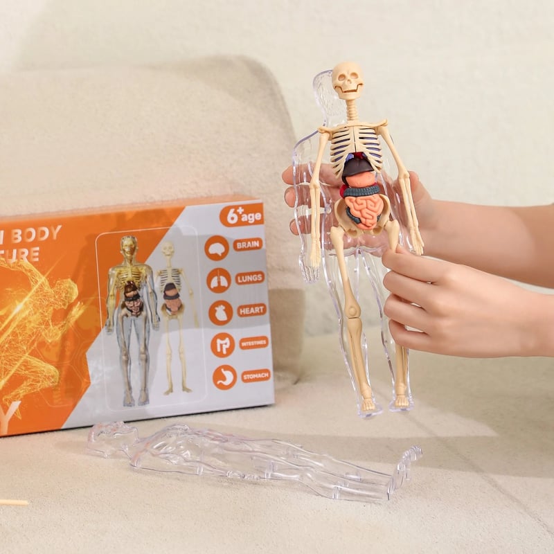 FlexiAnatomy — Entdecke den Körper in 3D und lerne so, dass du es nie wieder vergisst!