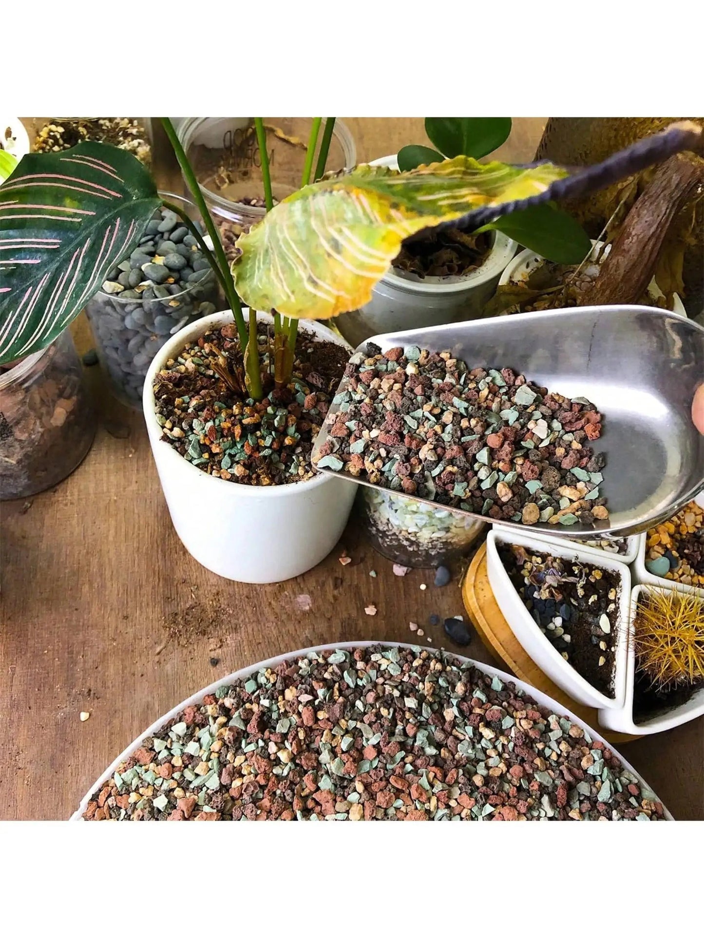 Vulkavera Grünes Lava-Granulat Gemisch | Sukkulenten- & Bonsai-Drainage | 100g–800g