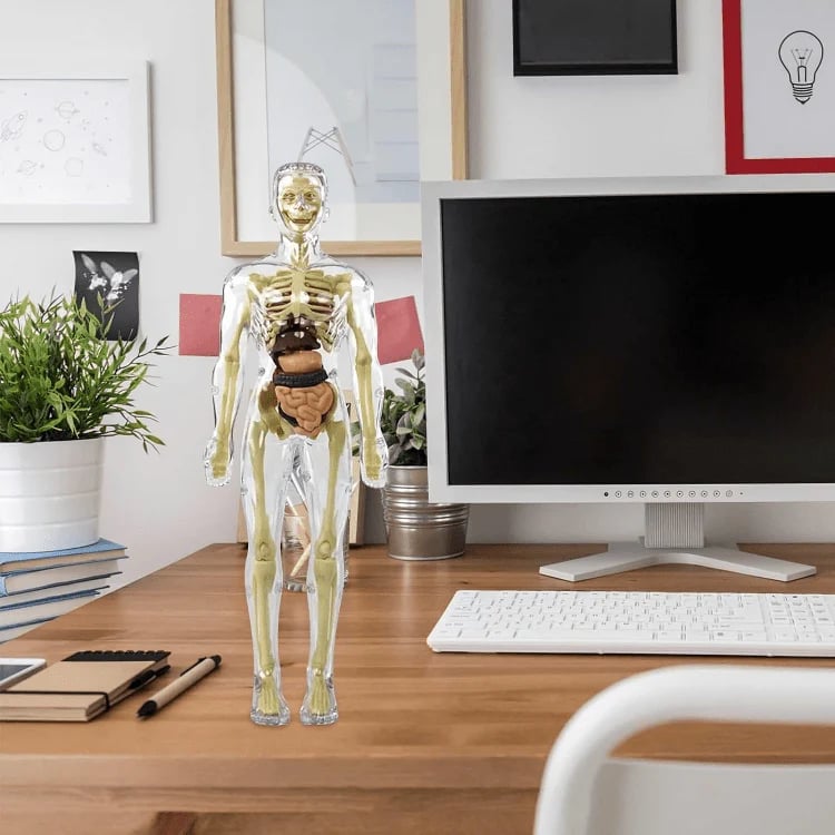 FlexiAnatomy — Entdecke den Körper in 3D und lerne so, dass du es nie wieder vergisst!