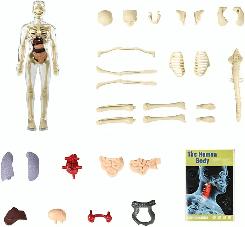 FlexiAnatomy — Entdecke den Körper in 3D und lerne so, dass du es nie wieder vergisst!