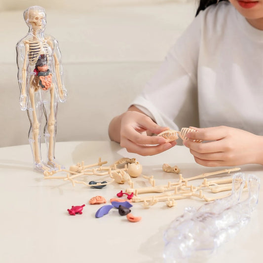 FlexiAnatomy — Entdecke den Körper in 3D und lerne so, dass du es nie wieder vergisst!