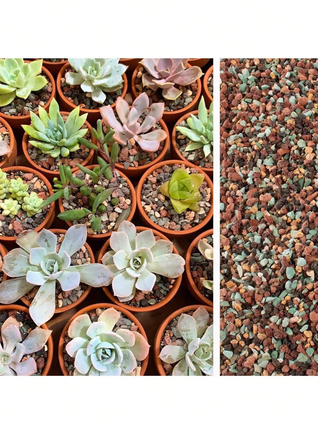 Vulkavera Grünes Lava-Granulat Gemisch | Sukkulenten- & Bonsai-Drainage | 100g–800g