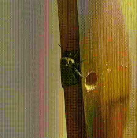 BeeGone - Zimmermannsbiene Falle