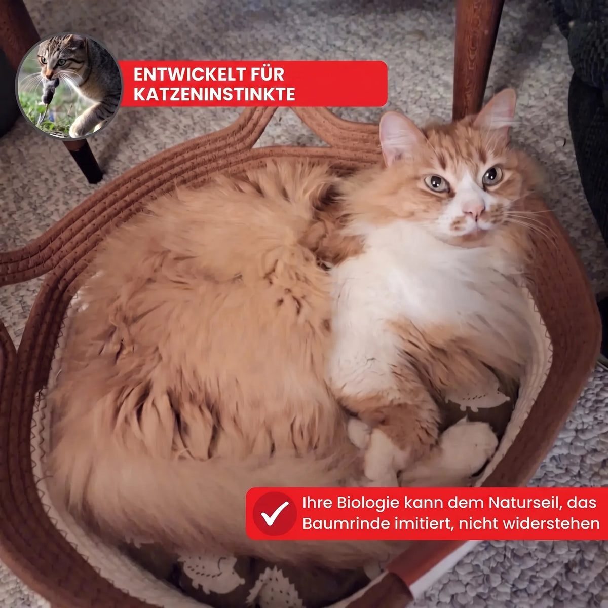 CozyPaws – Ultimativer sicherer Komfort für glückliche, stressfreie Katzen